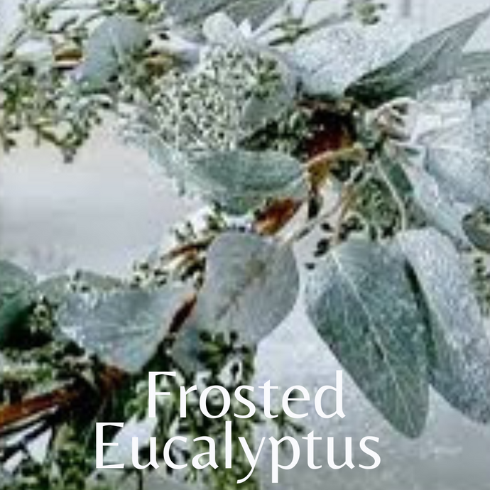 Frosted Eucalyptus 1oz Scent Shot